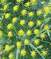 Funcho,Fennel,Sweet fennel,Anethum dulce,Seseli foeniculum